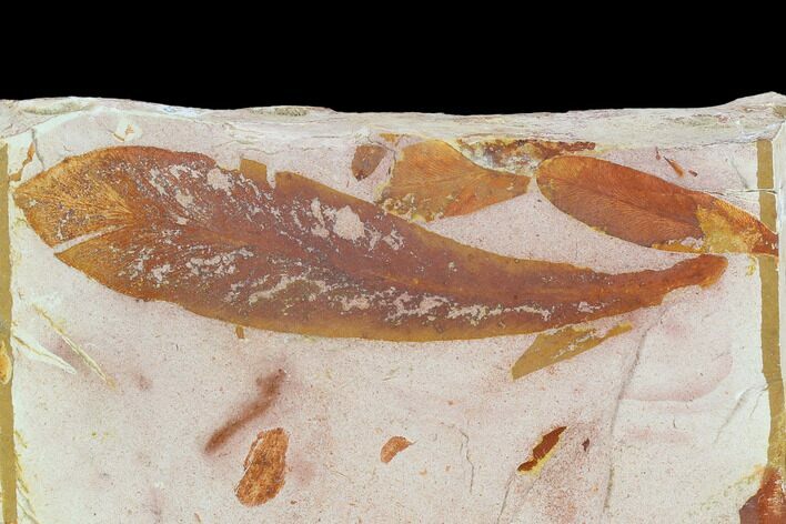 Fossil Seed Fern (Glossopteris) Plate - Australia #129618